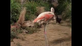 Salem Meets a Flamingo in the Animal Kingdom