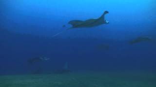 BREACHING MANTA