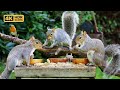 [NO ADS] Cat TV for Cats to Watch 😸 Squirrels take all the Birds food 🐿️ Bird Videos & Cat Games