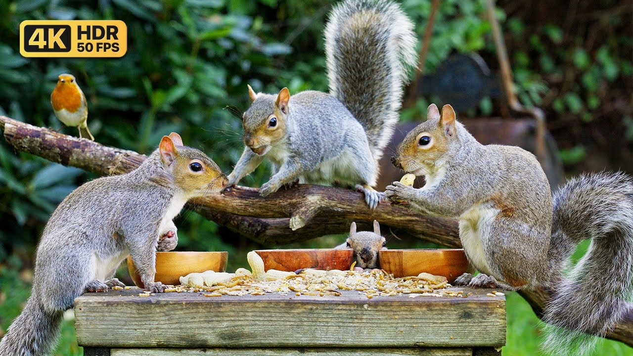 [NO ADS] Кино Для кошек и собак 😸 Белки едят корм для птиц 🐿️ птички для кошек