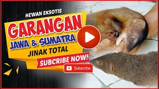 GARANGAN  JAWA & GARANGAN SUMATRA JINAK TOTAL & BONDING