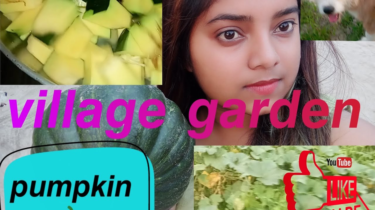 GARDEN PUMPKIN Prawn curry with pumpkin recipe bengali dish local pumpkin YouTube