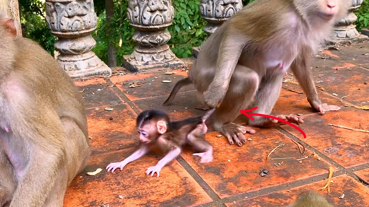 Monkey SABE Gives Her Baby the Best Care – Sweet and Loving Motherly Moment.