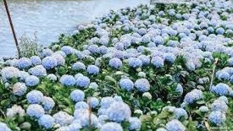 Cánh đồng hoa Cẩm tú cầu nở rộ tuyệt đẹp vào thu ở Đà Lạt I 365 Lâm Đồng TV