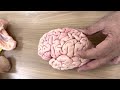 Cerebrum Practical 1 