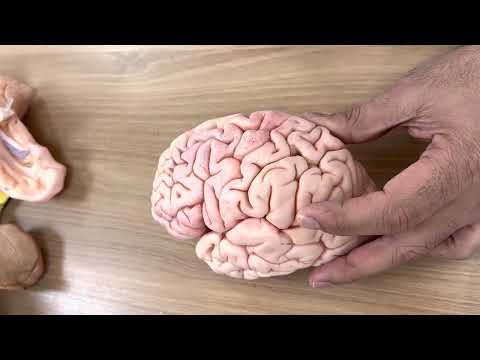 Cerebrum Practical 1 