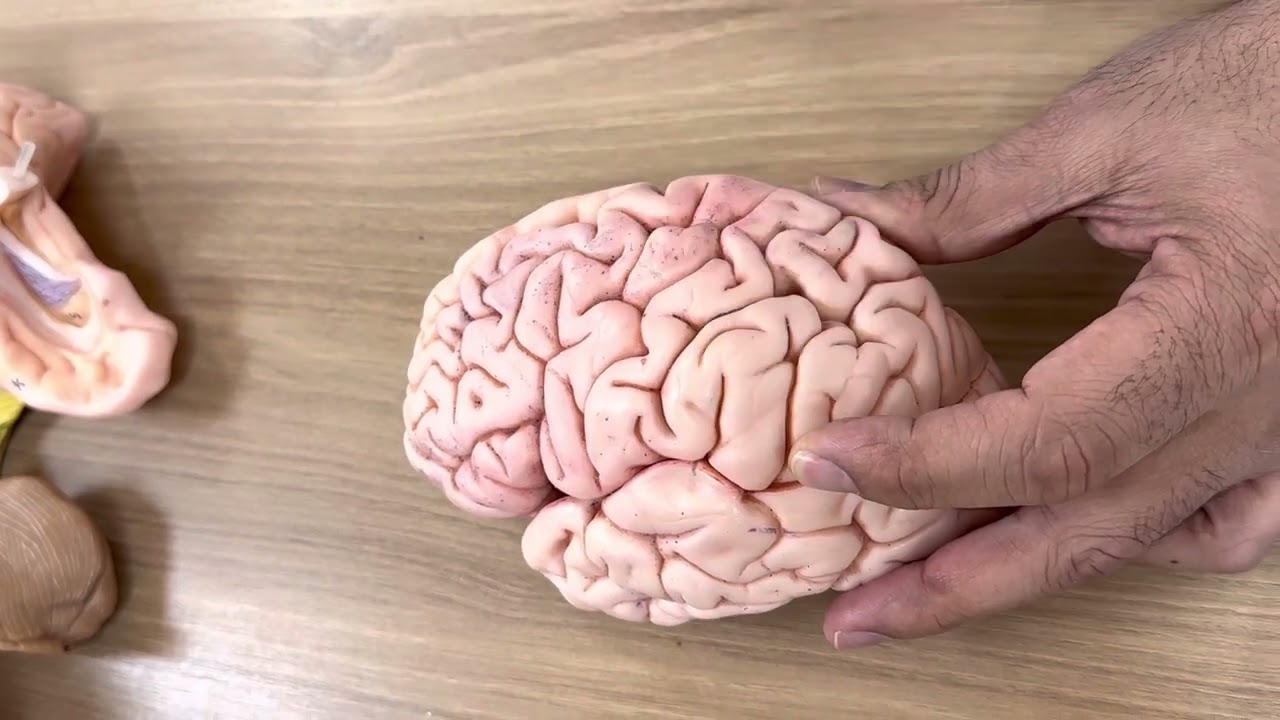 Cerebrum (practical 1)