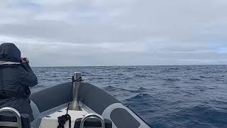 Azores  Cetacean watching - lha do Pico - Madalena - Açores - Portugal