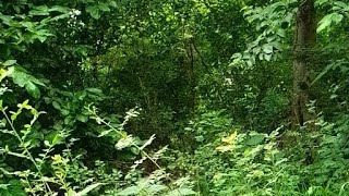 123mv is going live! forest video
