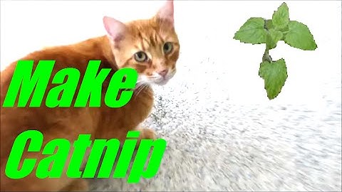 How to Make Catnip quick feature