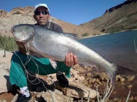 قناة السمكة الإرشادية: أسماك المياه العذبة الجزائرية