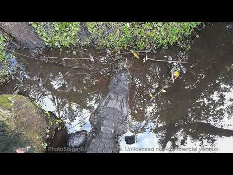 Video: Gator Kukkus Läbi Florida Piknikul