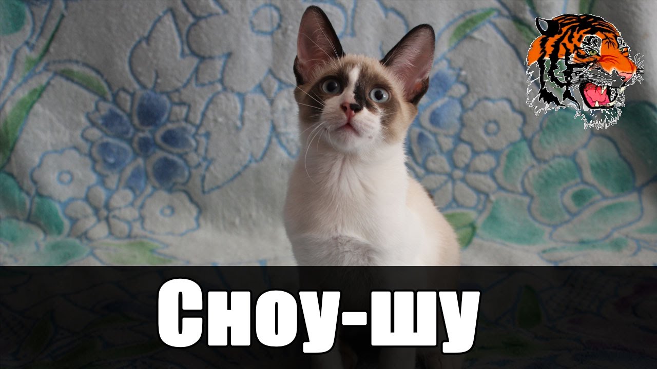 Сноу-шу- порода кошек, созданная путём скрещивания сиамских кошек классического окраса с двуцветными