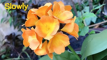 ABC TV | How To Make Clivia Paper Flower With Shape Punch (Slowly) - Craft Tutorial