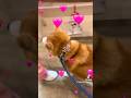 柴犬福 看護師さんきてコロッと態度変える柴犬-Tik ver.🤣Shiba-Hospital🤣#姉と柴 #shorts #dogshorts #柴犬 #shiba #funnydog #시바견