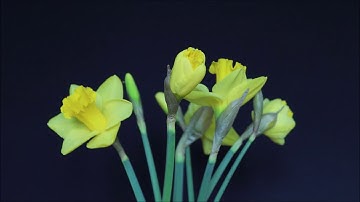 Daffodil opening.