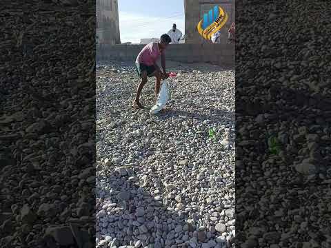 حوت جانح من نوع الذكر الضلعة اللحلاح البسار السين أبو شويكة وتعد الضلعة