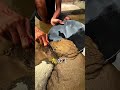 100年に一度の魚…と思ったら金だった！？ 😱 #ショート動画