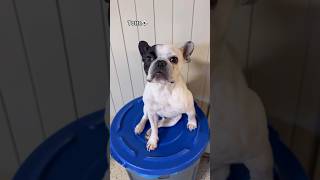 Celebrity Let’s see how dogs react to the CLAW at dog daycare, pt.6! #dogdaycare #dogshorts Profile