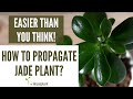 How To Propagate Jade Plant Easier Than You Think