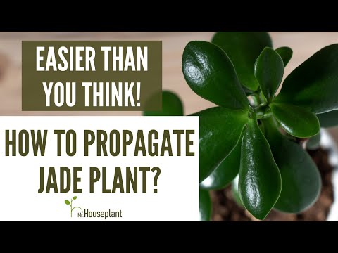 Video: Growing A Jade Necklace Vine - Informații despre plantele de vierme Crassula