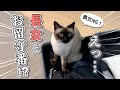 【両親不在】長女が猫に全力アピール！名誉挽回なるか！？ 