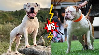 Scott vs Johnson American Bulldog MatchUp: The Fight You Can't Miss!