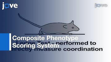 Simple Composite Phenotype Scoring System: Mouse Models-Cerebellar Ataxia l Protocol Preview