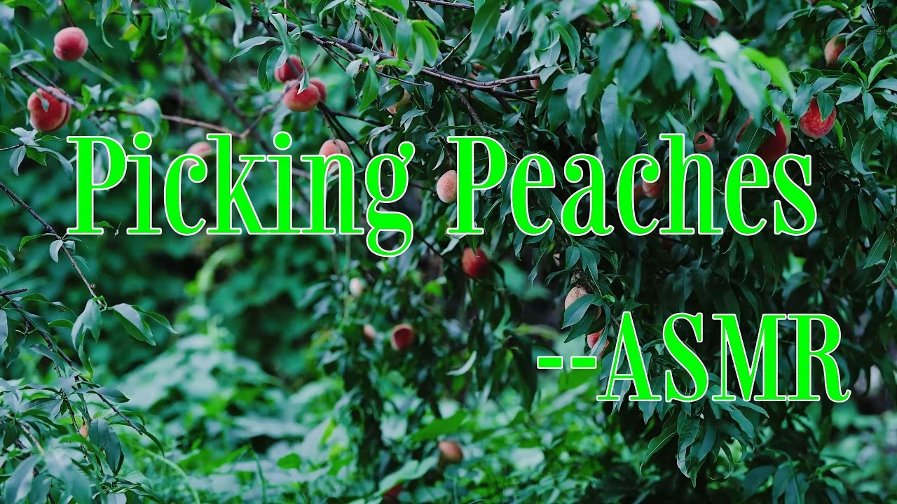 A comfortable and relaxing green atmosphere | Relieves stress | Helps you fall asleep faster💤💤