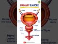 “Human Body’s Urine Storage Tank 🤯” #bladder #humanbody #medical #anatomy