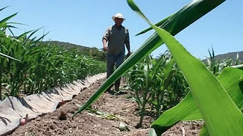 ¿Utiliza México las heces humanas como abono?