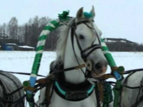 Видео: Подарък от Севера