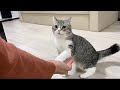 猫が初めて飼い主の友達と会ったらとんでもない事になったw