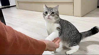 もちまる日記 猫が初めて飼い主の友達と会ったらとんでもない事になったwの急上昇動画 Youtubeランキング