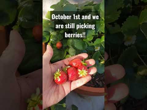 Video: Albion Strawberry Info - Albion zemeņu augu audzēšana un kopšana