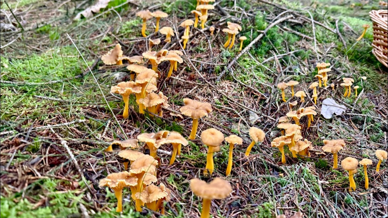 เห็ดดำขาเหลืองออกเรียงกันอวดขาสวยๆค่ะ 20/11/2025