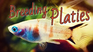 PLATY FISH BREEDING (All You Need to Know)