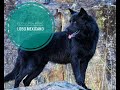 🇲🇽el calupoh perro lobo mexicano 🇲🇽 especial de septiembre 1