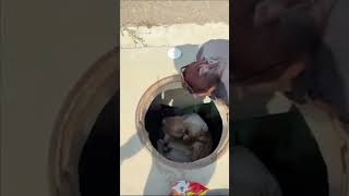 Unfortunately This Actually Happen To Dog