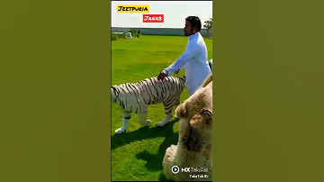 Lion 🦁 king 👑 Jungle Raja Sher Life Style with Dubai 🇦🇪 king 👑 Jeetpuria Janab