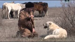 Казахский волкодав - Тобет
