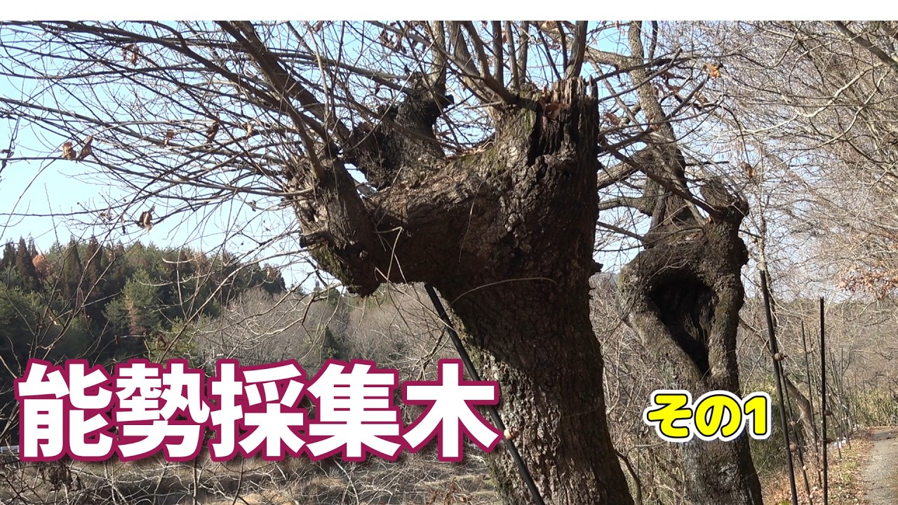 能勢の採集木　散歩　その1　＃オオクワガタ＃クワガタ＃昆虫採集