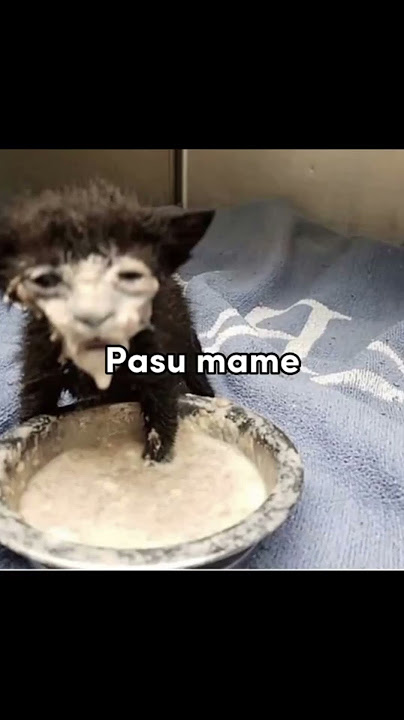 ape die cakap tu rajuπΏπΏ#shorts#memes