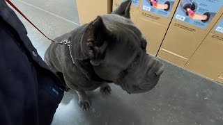 Giant 1 yr Old Corso Home Depot Exposure Therapy & Training | Kamau by The Dog Messiah 2,461 views 3 months ago 20 minutes