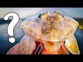 Fishing MYSTERIOUS UGLY Fish That Swims In Swedish Sea | Team Galant