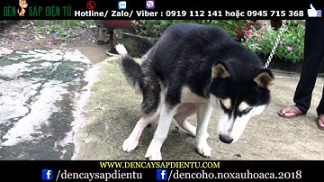 LU CỜ HÓ | Thánh lồng tiếng Tập 307 | DenCaySapDienTu.Com