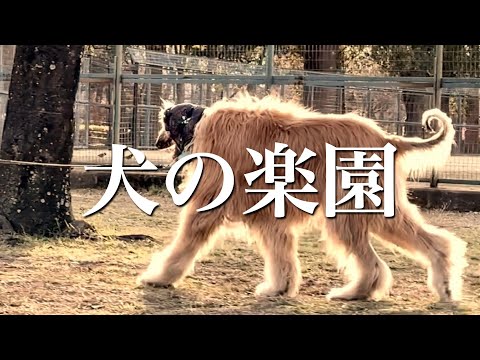 【犬の楽園】犬のシネマティック動画【愛犬トイプードルのボン】