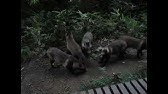 たぬきさん 今日はお食事 練馬区の里 驚かしたら 逃げちゃった Mvi 2950 Youtube たぬきさん 今日はお食事 練馬区の里 驚かしたら 逃げちゃった Mvi 2950 Youtube