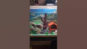 Rùa common musk đu cột trong hồ cá Lóc tiểu hoàng đế