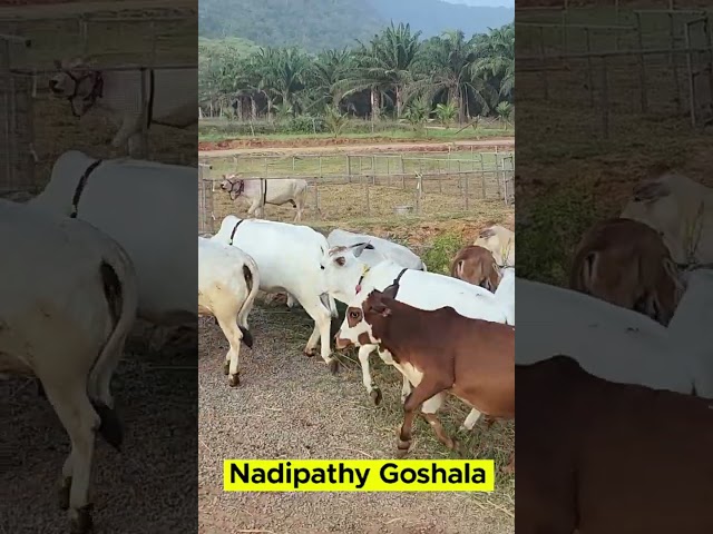 Cute cows  #viral  #india #animals #minicow #reels #love #tgrowth #miniaturecow #smallcow